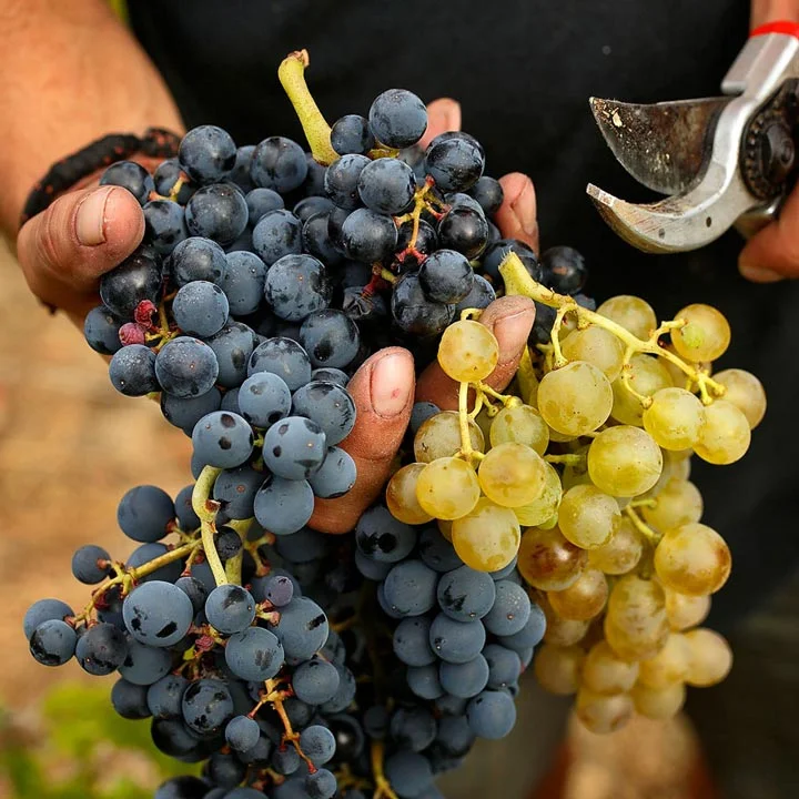 Terroir al limit 019