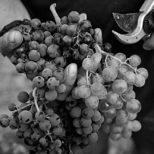 Terroir al Límit — web